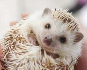 可愛いハリネズミ