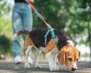 コースのイメージ