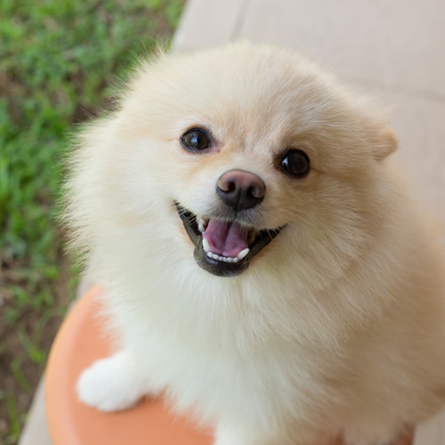 笑顔のワンちゃん