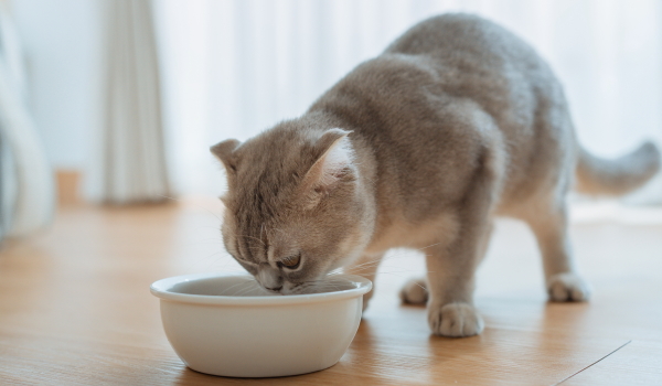 ペットシッター当日ご飯を食べる猫