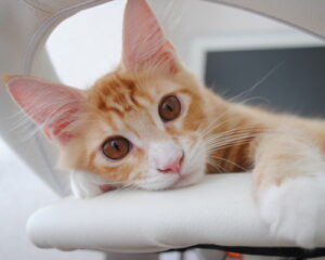 コースのイメージ