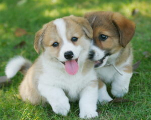 コースのイメージ